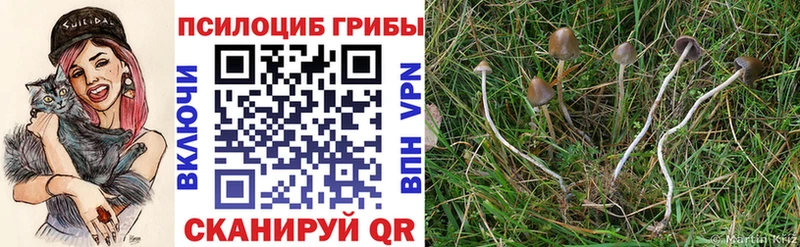 Галлюциногенные грибы Psilocybine cubensis Горнозаводск